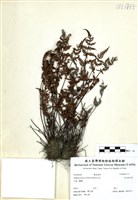 藏品(亨氏擬旱蕨)的圖片